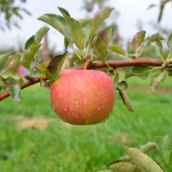 Fresh Fuji apples from Sharbatly, 1 kg pack, showcasing vibrant red and crisp fruit ready to eat.