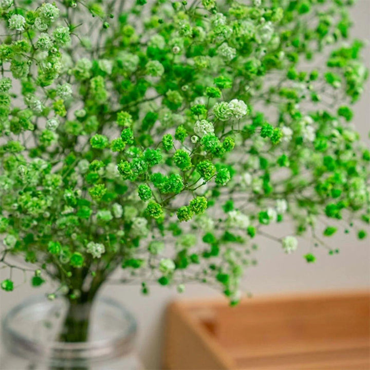 Close-up of Gypsophila, Baby's-breath tinted Green foliage and natural details, from Sharbatly.