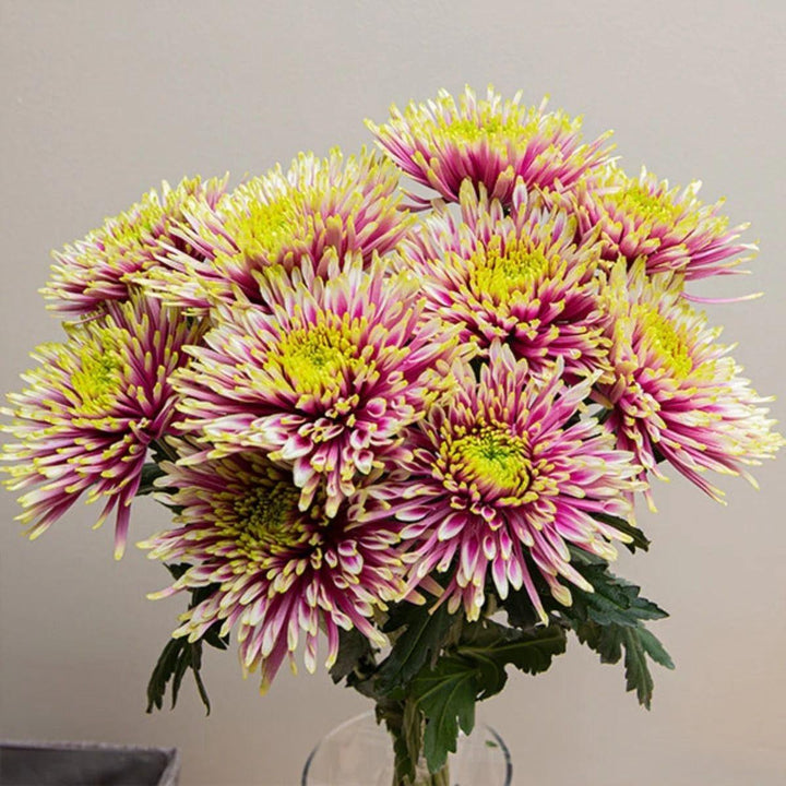 Chrysanthemums, Deco, Baltazar fresh-cut flowers arranged in a clear vase at home, from Sharbatly.