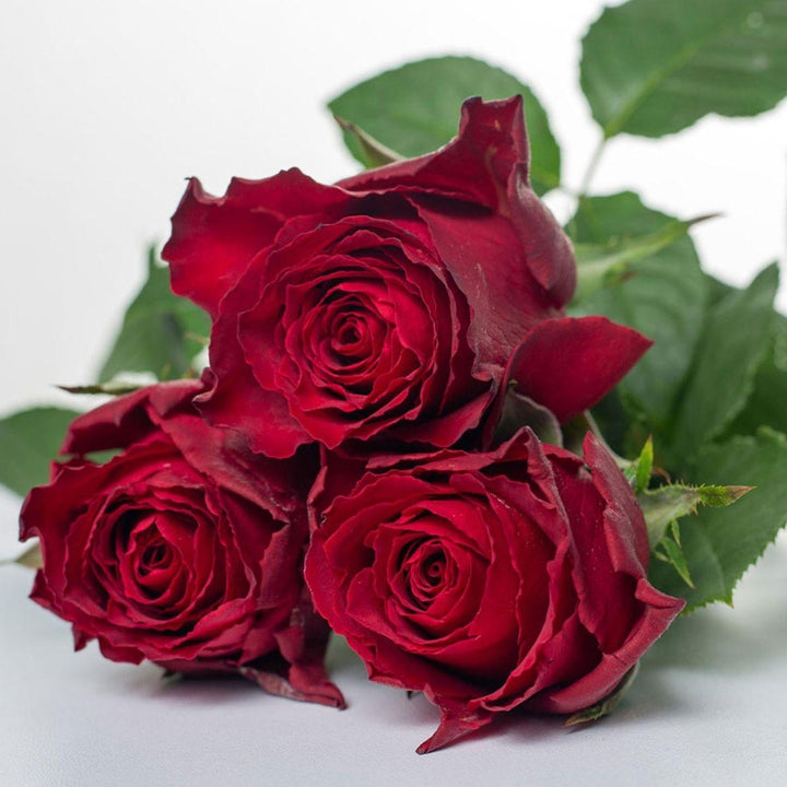Three deep red roses with green leaves clustered together on a plain white background.