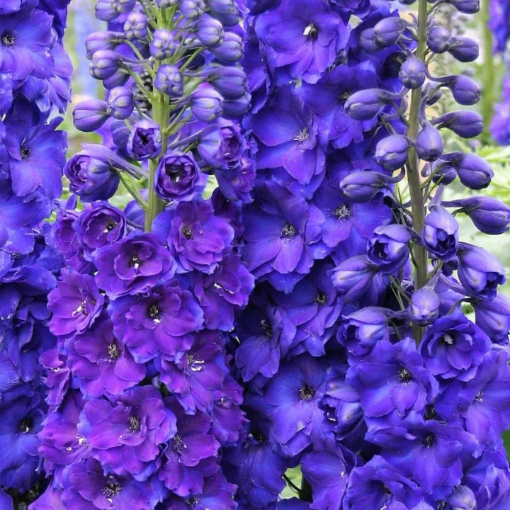 Close-up of Delphiniums Purple Heart blooms and natural details, from Sharbatly.
