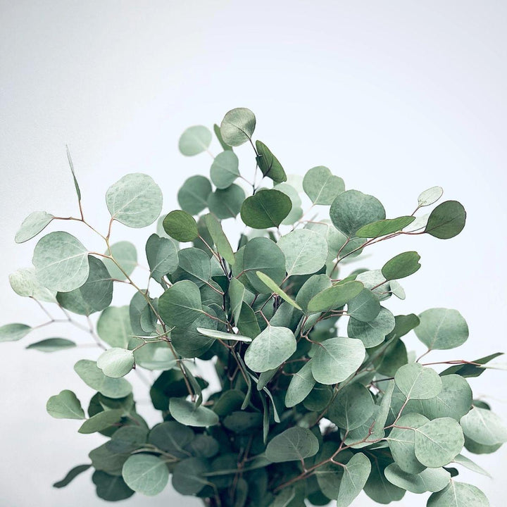 Close-up of Eucalyptus, Silver Dollar foliage and natural details, from Sharbatly.