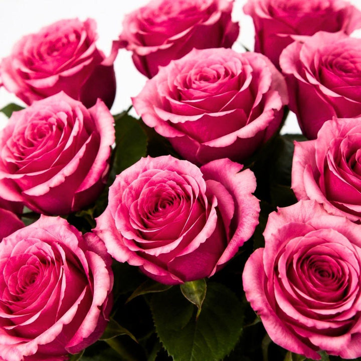 Close-up of Roses, Authentic blooms and natural details, from Sharbatly.