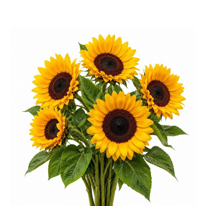 Fresh closed sunflower stems from Vegpro Kenya, featuring five vibrant sunflower blooms ready for floral arrangements.