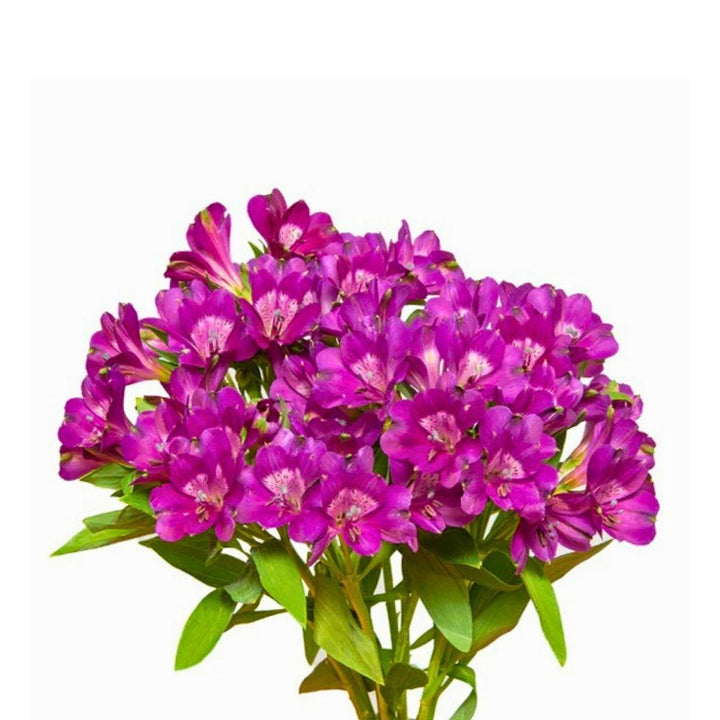 Purple Alstroemeria flowers from SQ Flora Kenya, 10 stems, showcasing vibrant blooms and lush green foliage.