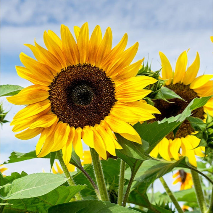 Close-up of five closed sunflower stems from Vegpro Kenya, showing green stems and tightly packed yellow flower buds.