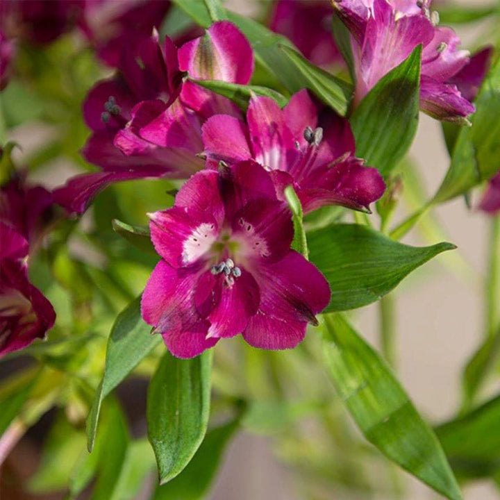 Purple Alstroemeria flower stems with vibrant blooms, arranged in a bouquet, branded as SQ Flora Kenya.