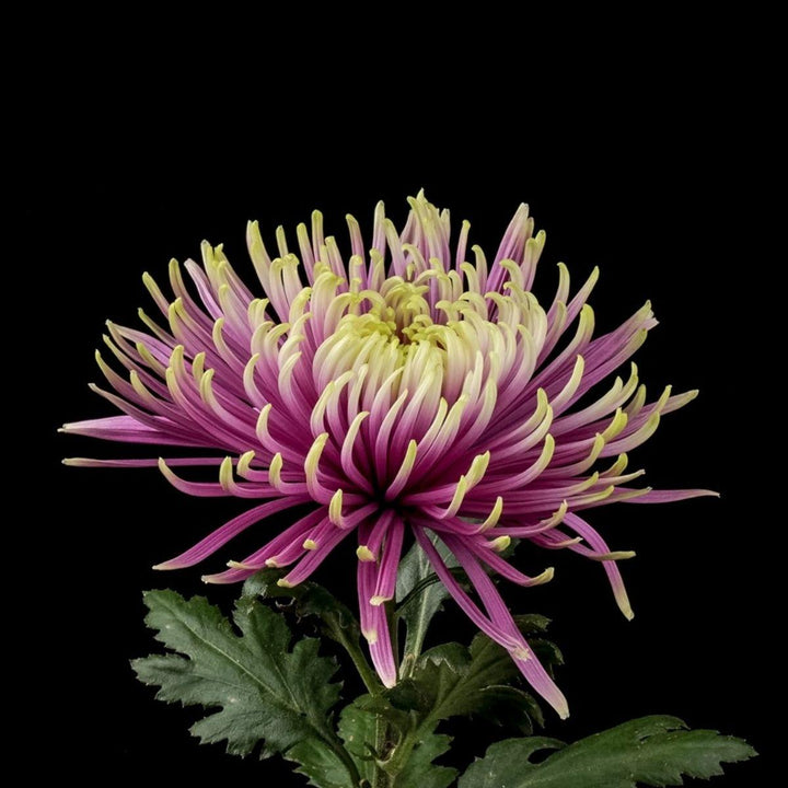 Close-up of Chrysanthemums, Deco, Baltazar blooms and natural details, from Sharbatly.