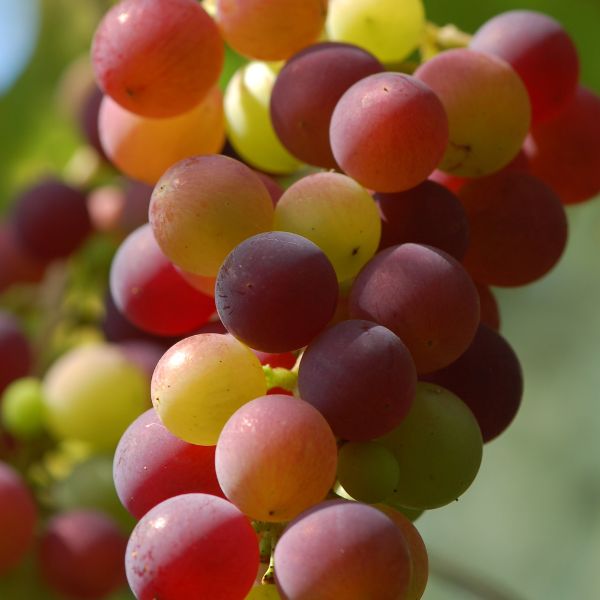 Fresh strawberry grapes in a 0.5 kg pack by Sharbatly, showing vibrant red and green grapes on a white background.