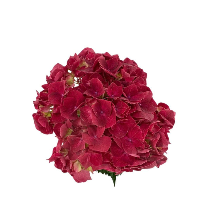 Close-up of Hydrangeas, Trophy red blooms and natural details, from Sharbatly.