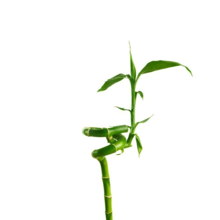 Three shaped lucky bamboo stems, from Sharbatly.