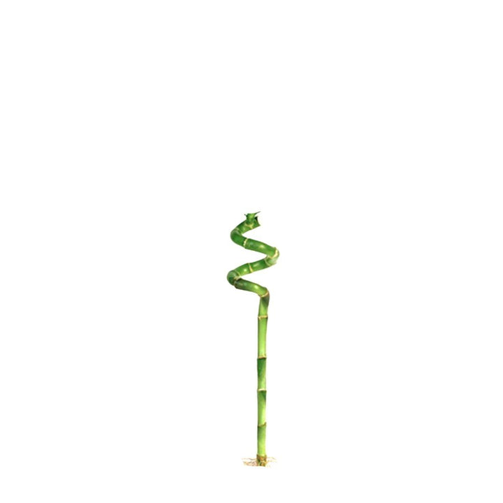 Single compact spiral lucky bamboo stem, from Sharbatly.