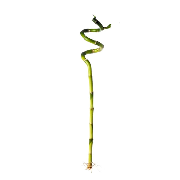 Single tall spiral lucky bamboo stem, from Sharbatly.