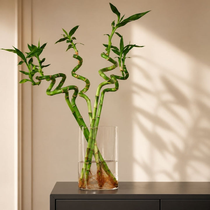 Tall spiral lucky bamboo stems arranged in a clear glass vase, from Sharbatly.