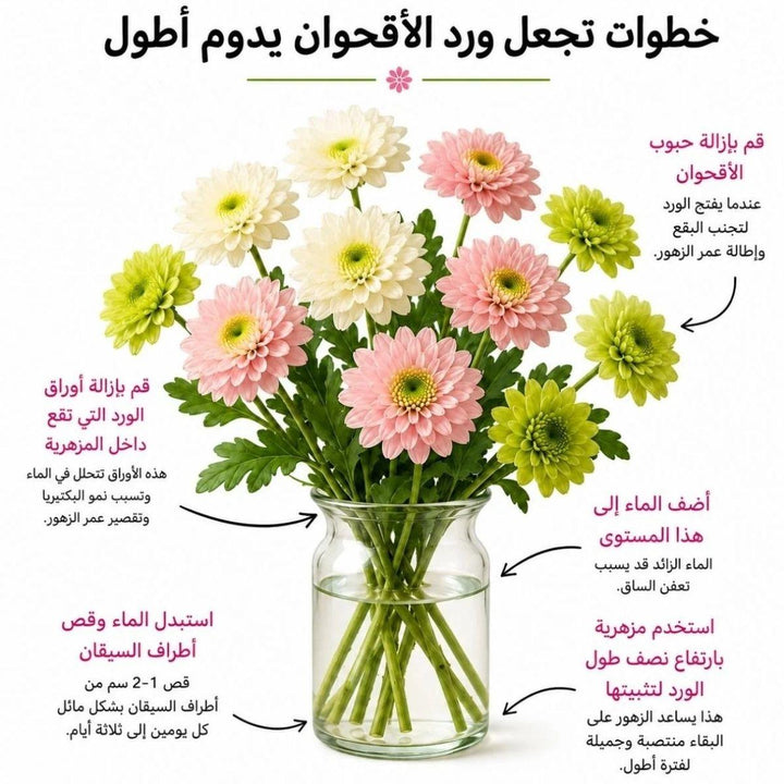Arabic chrysanthemum care guide with water, trimming and vase instructions, from Sharbatly.
