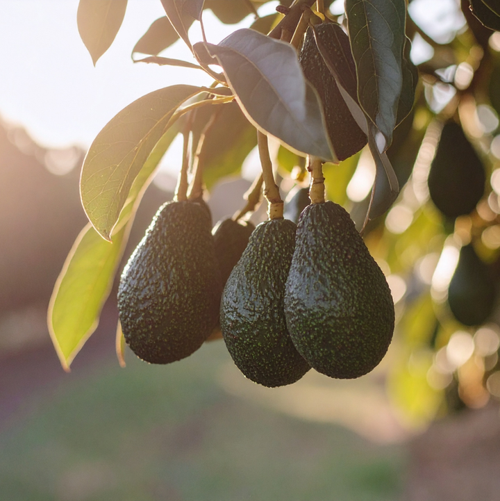 Two fresh Hass avocados from Sharbatly in a premium 2-piece pack, perfect for home and garden use.