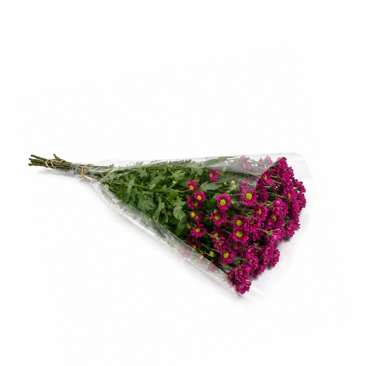 Chrysanthemums, Santini, Aswad Purple fresh-cut flowers in a protective sleeve, from Sharbatly.