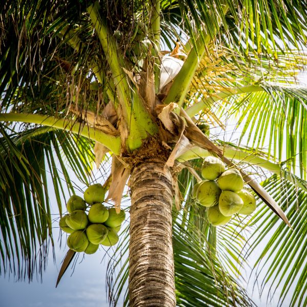Fresh young coconut fruit by Sharbatly, ready to drink, showcasing the outer shell and natural green husk.