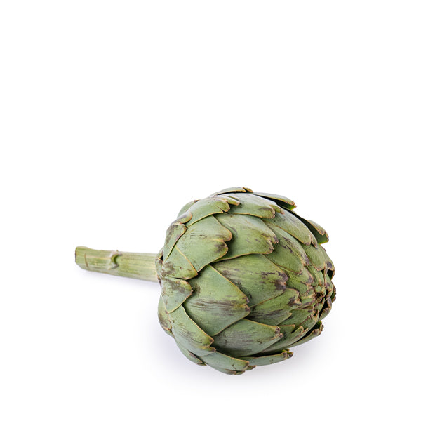 Fresh globe artichoke vegetable from Holland, single piece showing its green, layered leaves and rounded shape.