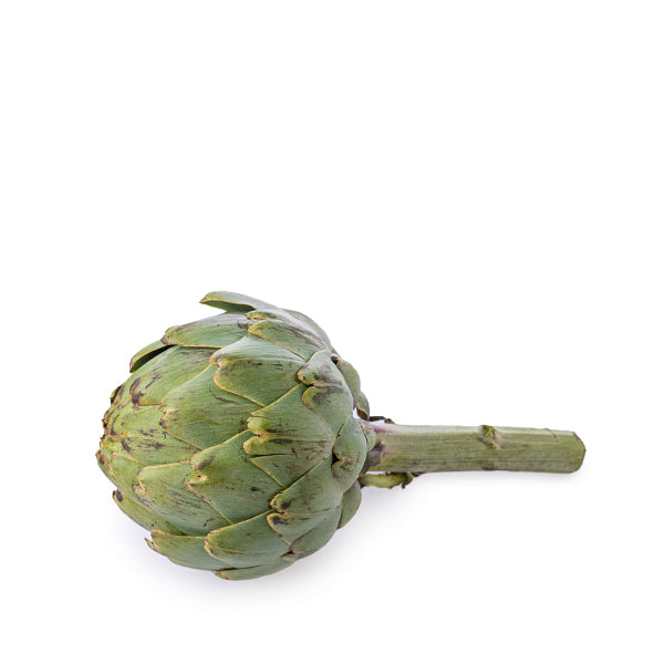 Fresh Holland globe artichoke vegetable, single whole piece with detailed green leaves and rounded shape.