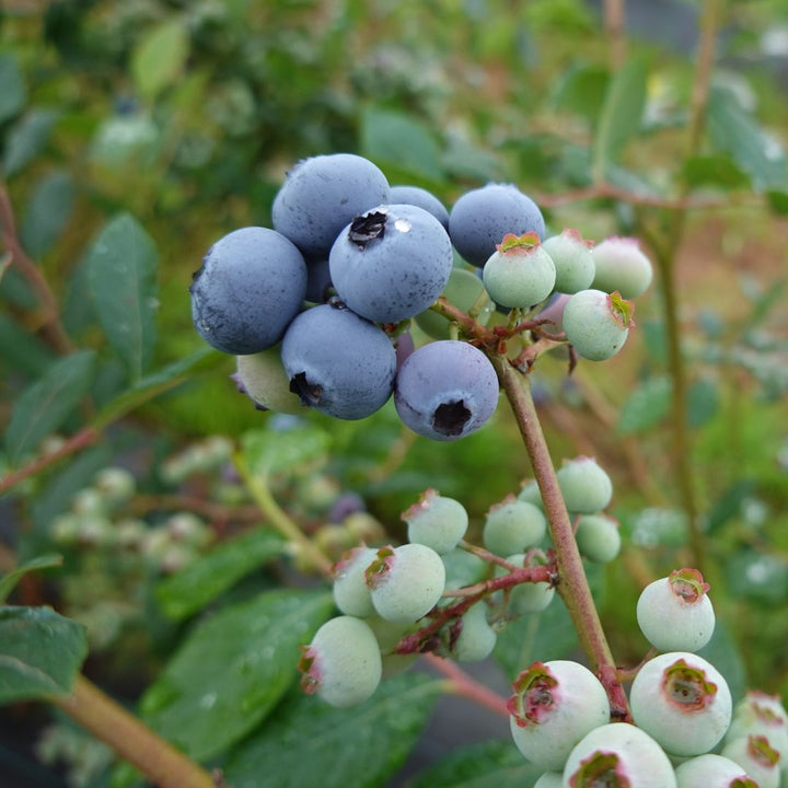 Fresh jumbo blueberries from Driscoll's in a 0.2kg pack, displayed in a clear container on a white background.