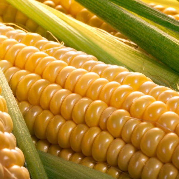 Sweet Corn , Precooked, Single Piece - Sharbatly.Club
