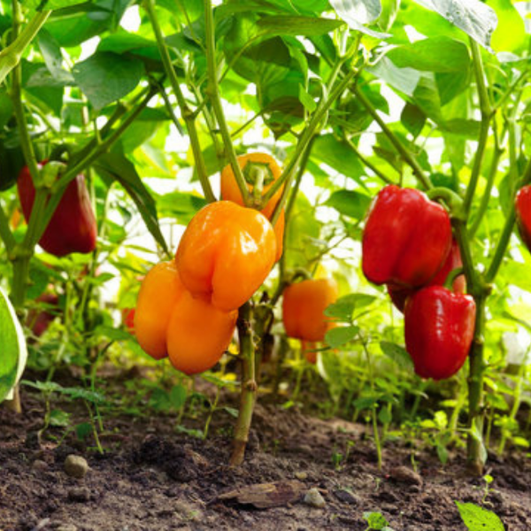 Colorful mixed capsicum peppers in a 1 kg pack from Local Market, fresh vegetables with vibrant red, yellow, and green peppers.
