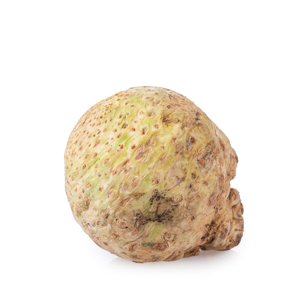 Fresh Holland celeriac, single whole celery root vegetable with rough brown exterior and leafy top, ready for cooking or processing.