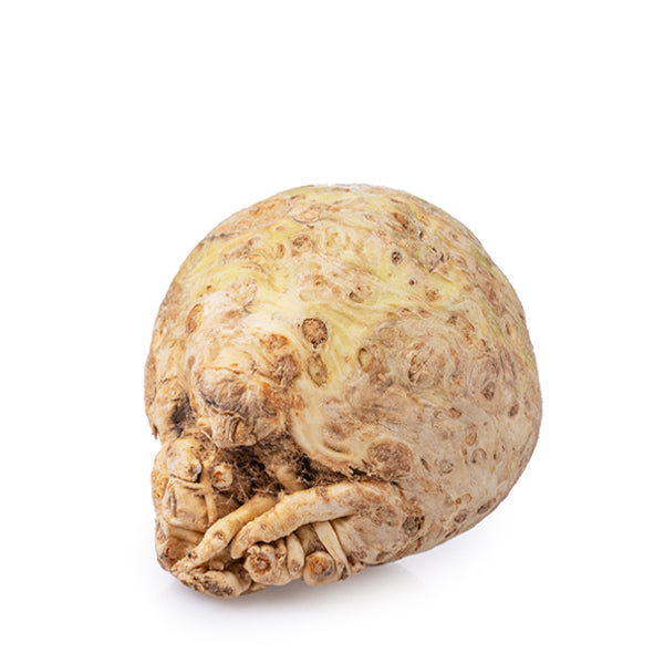 Fresh single piece of Holland celery root, also known as celeriac, showing its rough, knobby exterior on a white background.