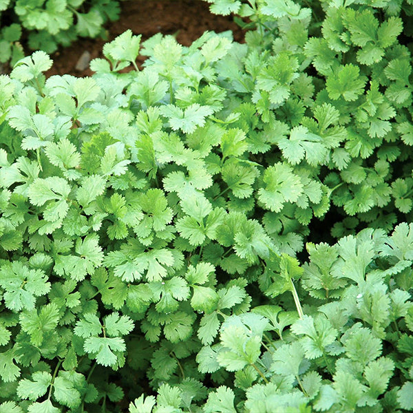 Organic coriander herb in a 0.13 kg pack by Naqwat Al Nana, fresh green cilantro with leafy stems and vibrant appearance.