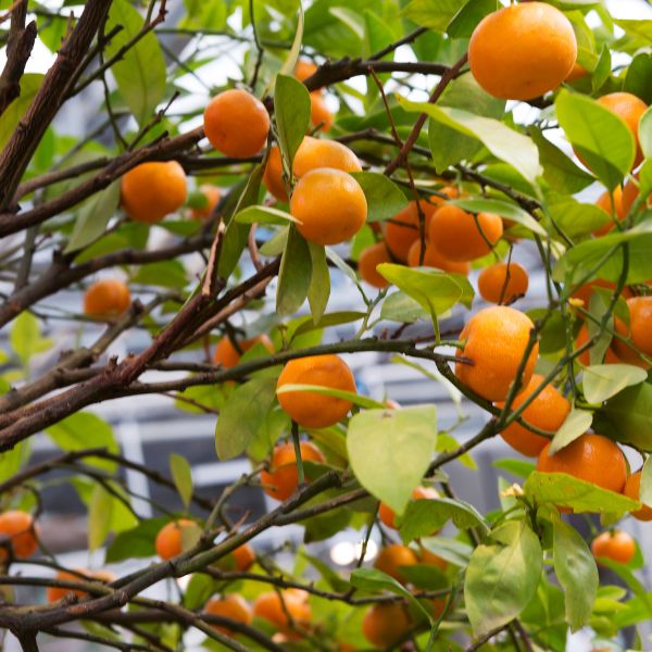 Sharbatly Easypeeler mandarin fruit in a 6 kg carton, showcasing fresh, peeled mandarins from Malta.