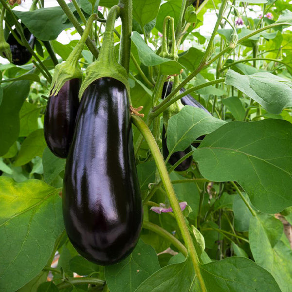 Fresh organic eggplants from Naqwat Al Nana, 1 kg pack, showing glossy deep purple vegetables perfect for cooking.
