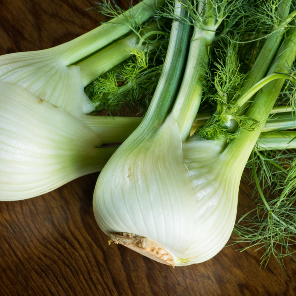 Fresh Holland fennel bulb with feathery green fronds, single vegetable piece, showcasing its crisp, white stalks and aromatic leaves.