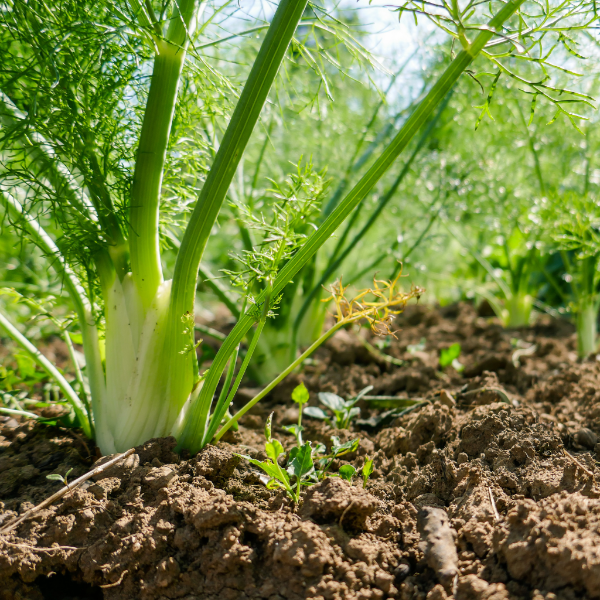 Fresh Holland fennel bulb, a single vegetable piece with green fronds and crisp white bulb, ideal for cooking and salads.