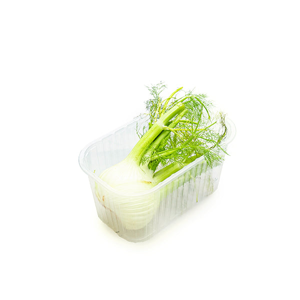 Fresh Holland fennel bulb, a single vegetable piece with feathery fronds and crisp, white stalks, ideal for cooking and salads.