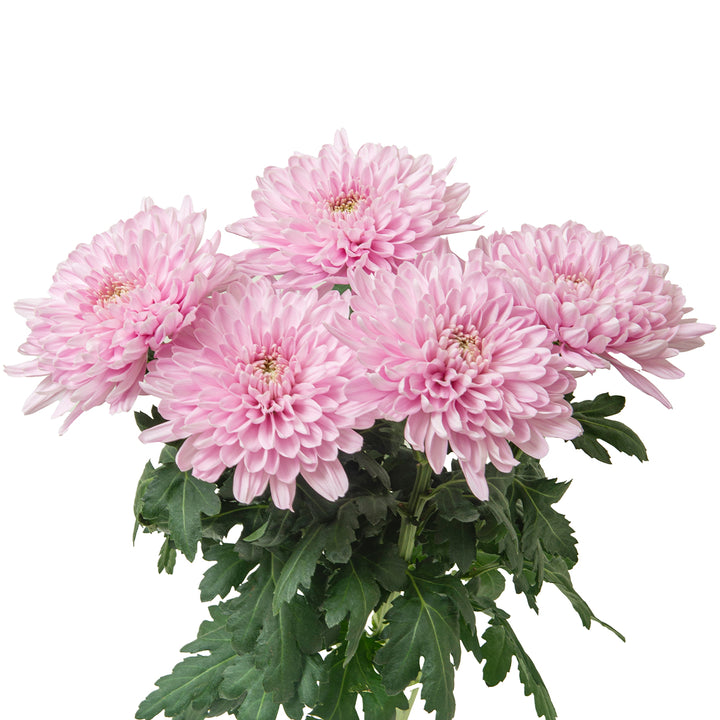 Chrysanthemums, Deco Chrys, Hornbill Pink fresh-cut flower bunch, from Sharbatly.