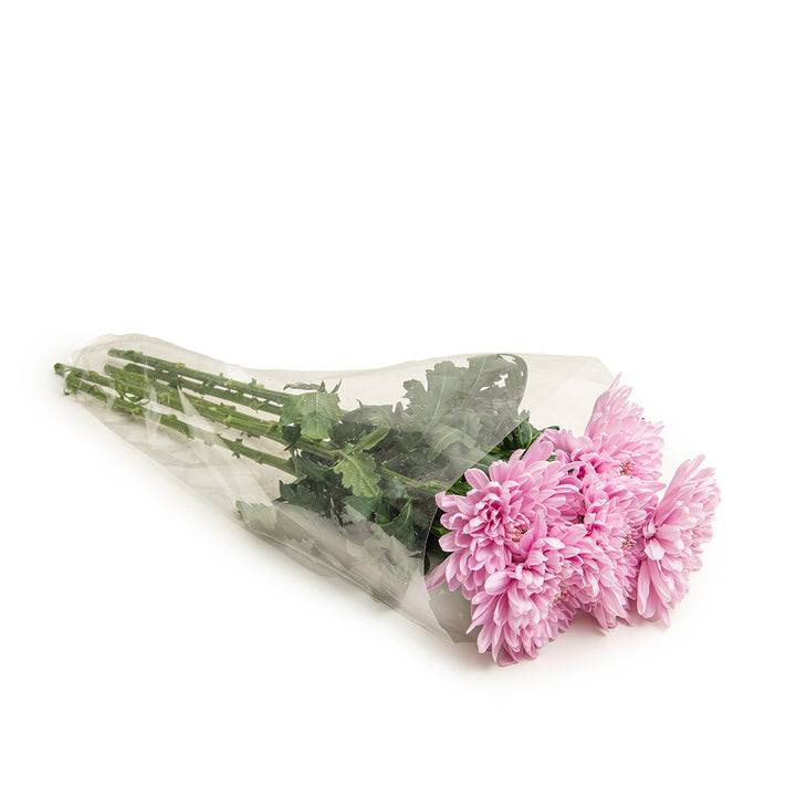 Chrysanthemums, Deco Chrys, Hornbill Pink fresh-cut flowers in a protective sleeve, from Sharbatly.