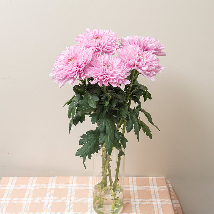 Chrysanthemums, Deco Chrys, Hornbill Pink fresh-cut flowers arranged in a clear vase at home, from Sharbatly.