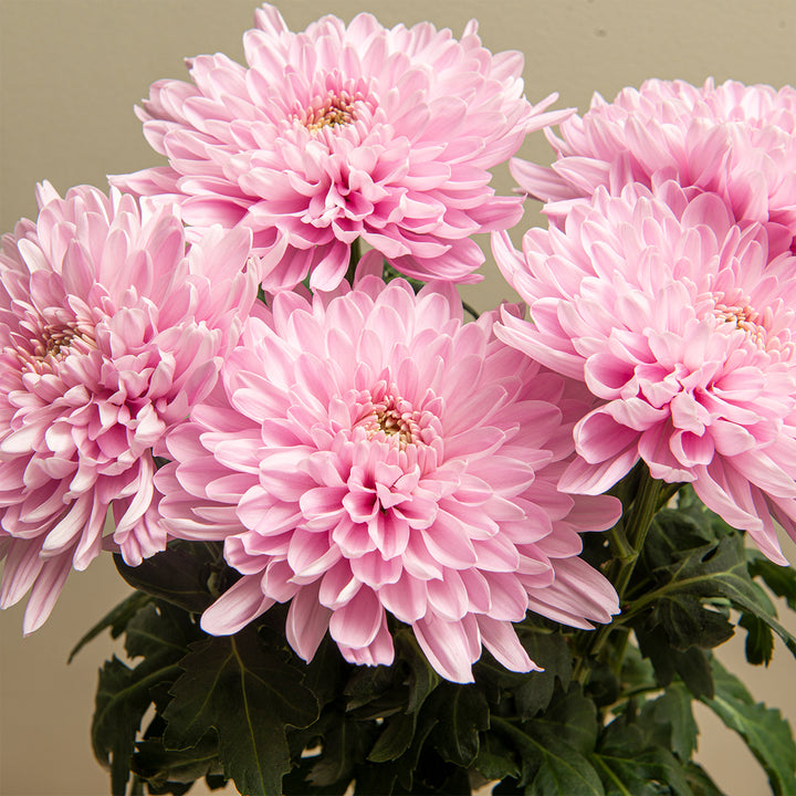 Close-up of Chrysanthemums, Deco Chrys, Hornbill Pink blooms and natural details, from Sharbatly.
