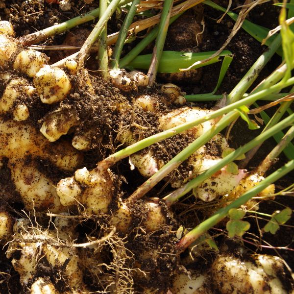 Organic ginger vegetable from Holland in a 0.125 kg pack, showing fresh, peeled ginger roots ready for cooking.