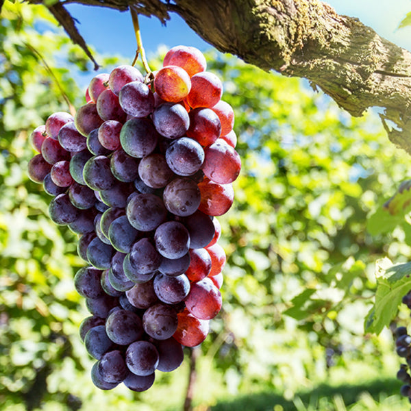 Red seedless grapes from Sharbatly in a 1.5 kg pack, showing fresh, plump grapes with green stems and vibrant color.