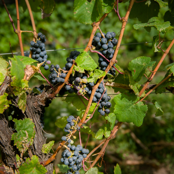 Black grapes in a 1 kg pack from Sharbatly, fresh and plump fruit with dark purple skin on a white background.