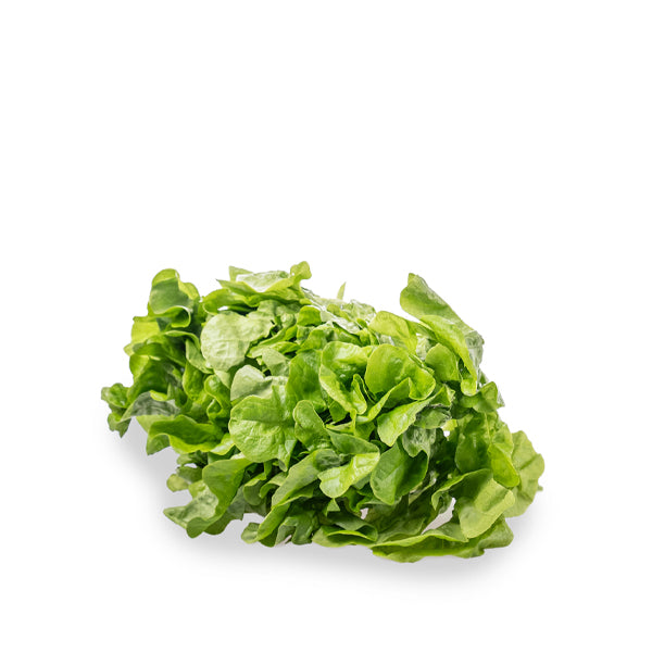 Fresh oak leaf green lettuce from Holland, single leafy vegetable with vibrant green leaves on a crisp head.