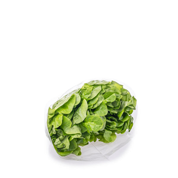 Fresh oak leaf green lettuce from Holland, single leafy vegetable displayed on a clean surface.