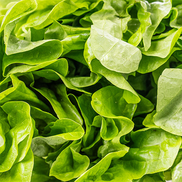 Fresh Holland oak leaf green lettuce displayed as a single vegetable piece, showcasing vibrant leafy greens and natural texture.