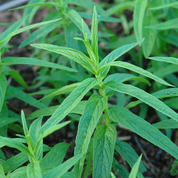 Organic HABAK Hasawi herb from Naqwat Al Nana in a 0.15 kg pack, showing fresh, dried herb leaves on a natural background.