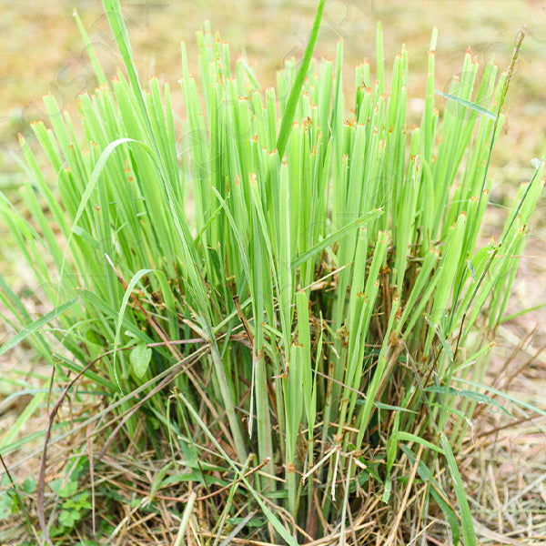 Organic lemon grass leaves in a 0.15 kg pack from Naqwat Al Nana, fresh and vibrant herb for cooking and herbal teas.