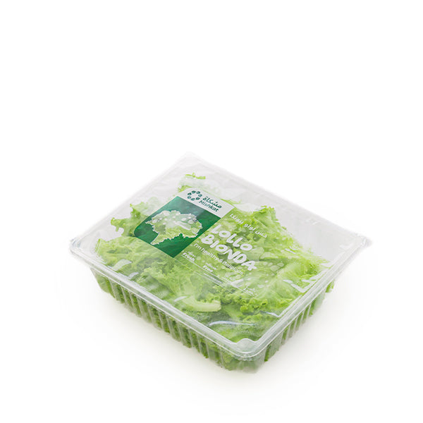 Fresh Lollo Bionda lettuce from Mishkat, leafy vegetable in a 0.15 kg pack, vibrant green and crisp in appearance.