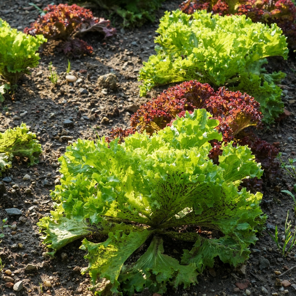 Fresh Mishkat Lollo Bionda lettuce in a 0.15 kg vegetable pack, showing crisp, curly green leaves on a white background.
