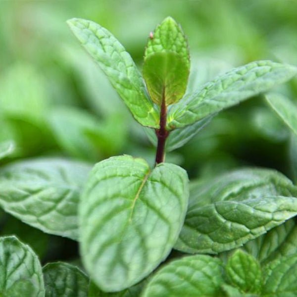 Fresh organic Mint Madinah herb from Naqwat Al Nana in a 0.2 kg pack, showing vibrant green mint leaves.